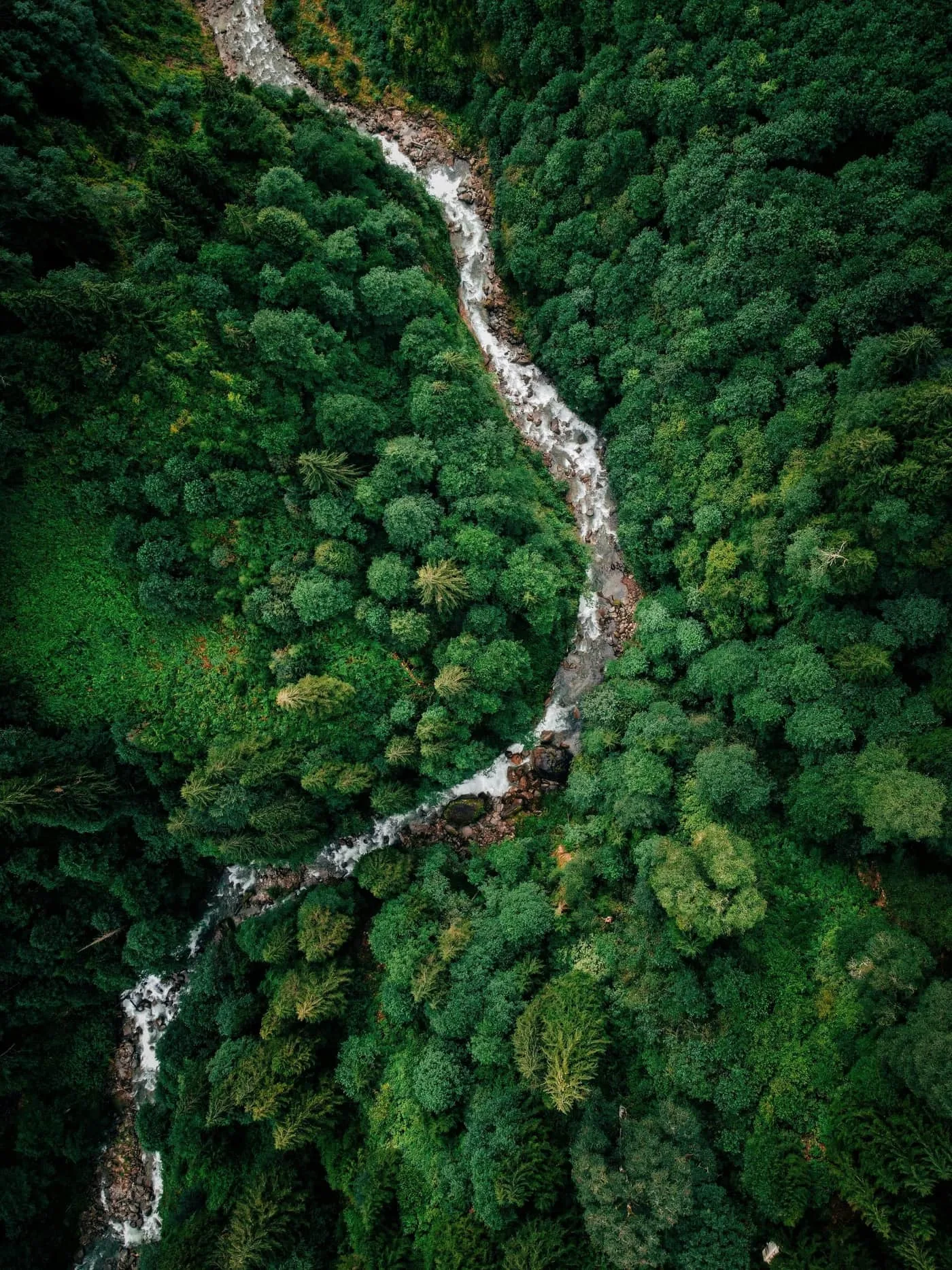 Aerial view of a stream flowing through a forest