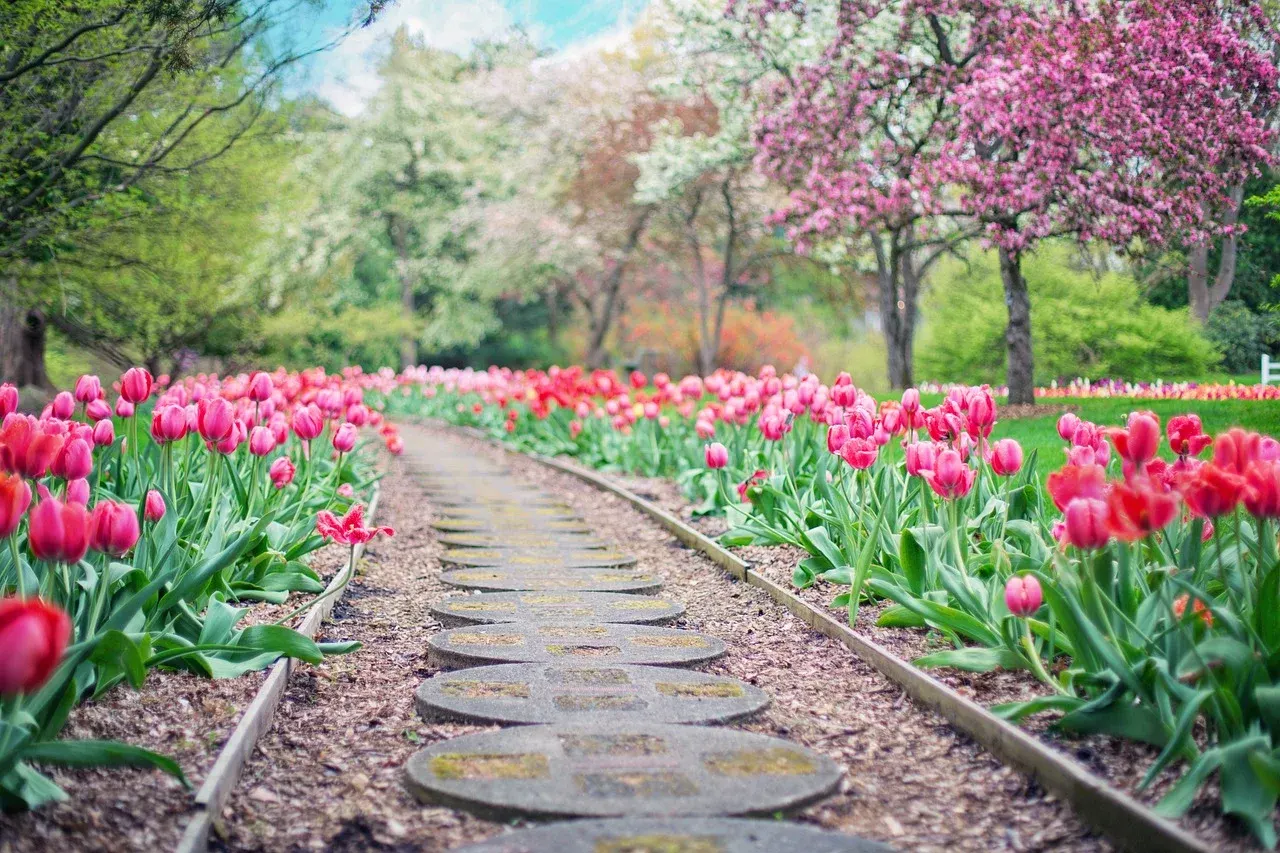 Chodník medzi záhonmi tulipánov